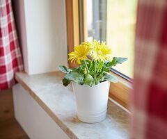 Detail mit Blumen in der Ferienwohnung Hochgratblick